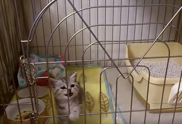 ケージの中の猫