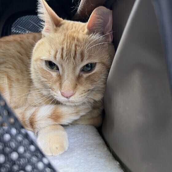 健康診断に行くこはくくん