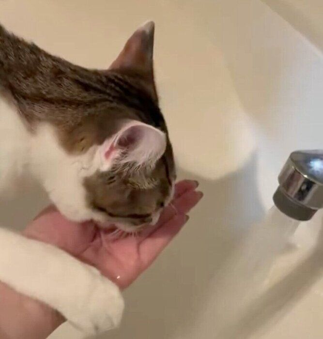飼い主さんの手から水を飲むおもちくん