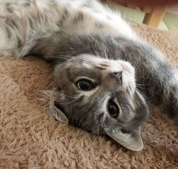 見つめる猫