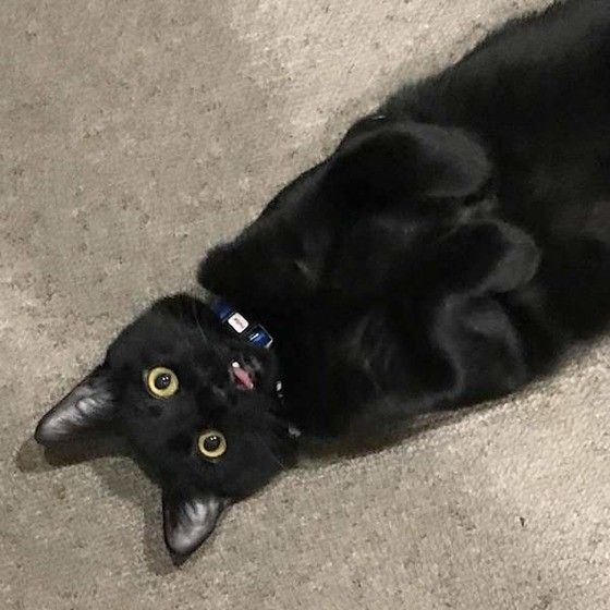 見つめる黒猫