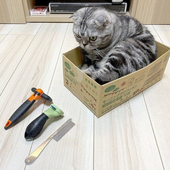 @tacos_cat