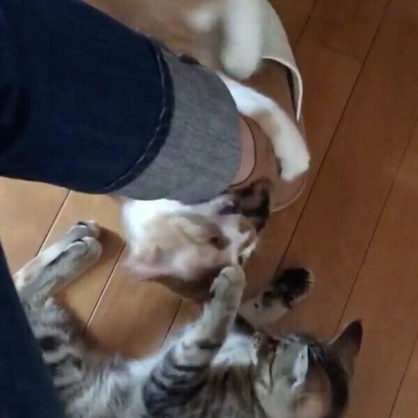 飼い主さんの靴下に付いたしっぽを狙う猫たち