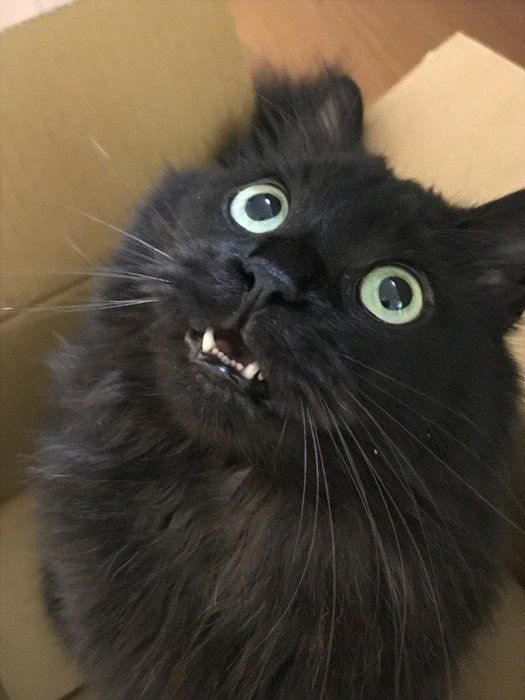 フレーメン反応をする猫
