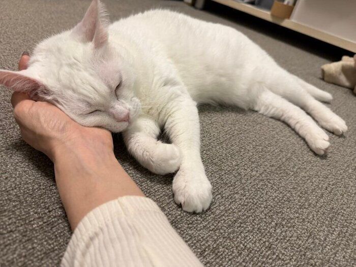 飼い主さんの腕枕で眠るぐうちゃん