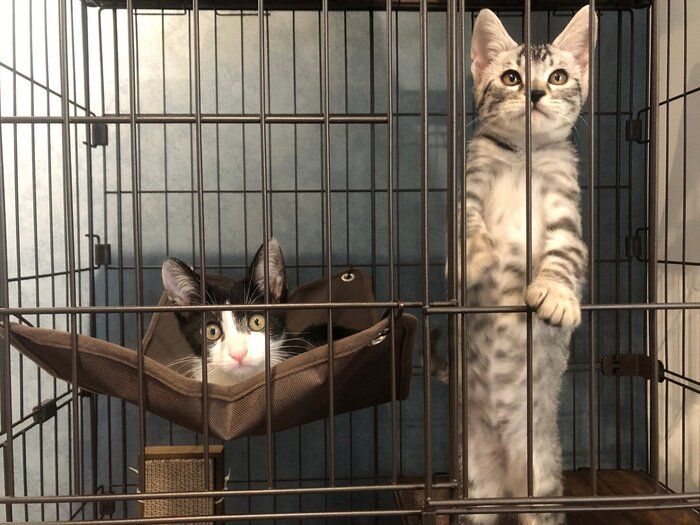 ケージに入っている2匹の子猫