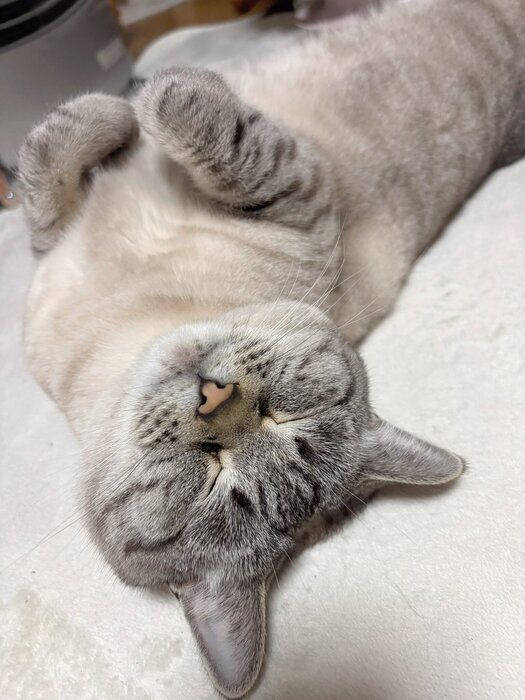 気持ちよさそうに眠る猫