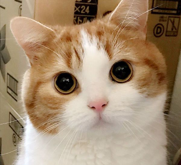 見つめる猫