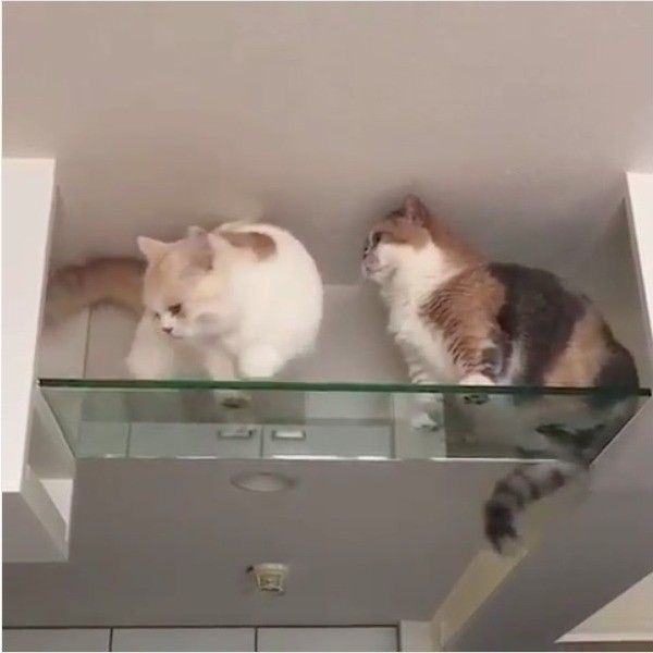 マンチカン