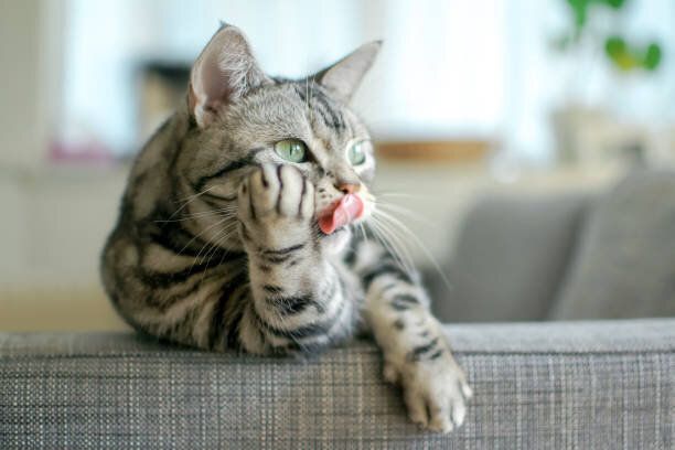 猫とカネ