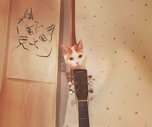 見つめる猫