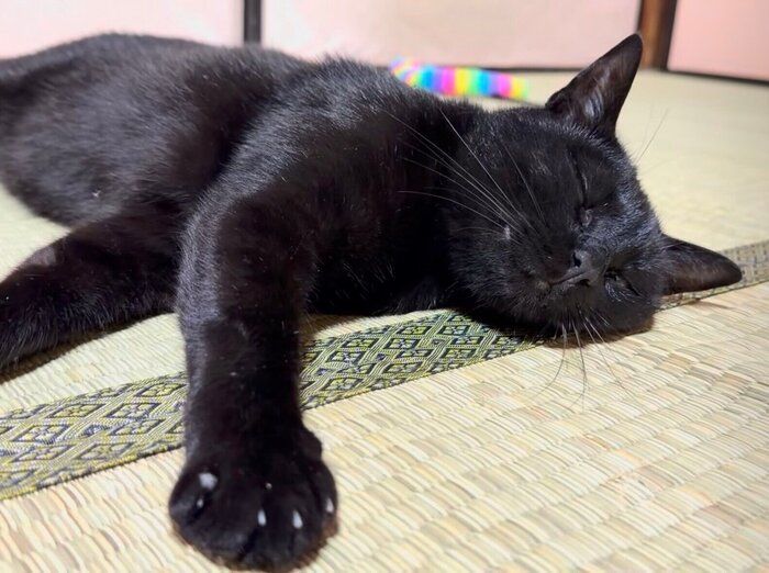とろけるように寝る三浦ちゃん。