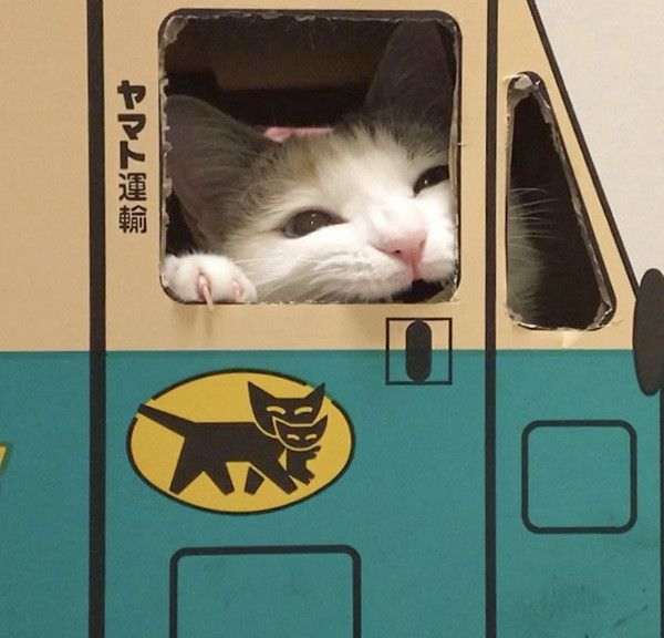 あおいちゃん
