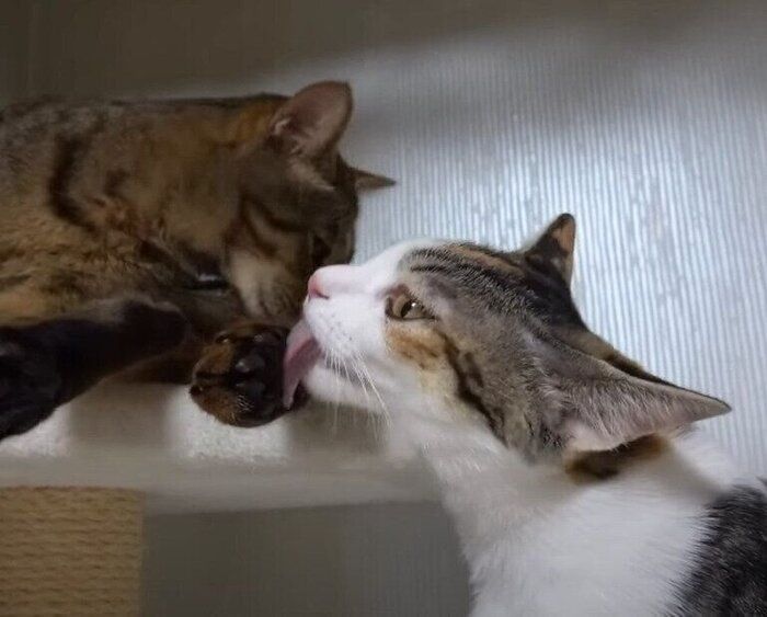 毛づくろいする猫