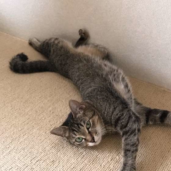 柔軟