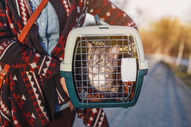 屋外のプラスチックキャリアに横たわっている猫