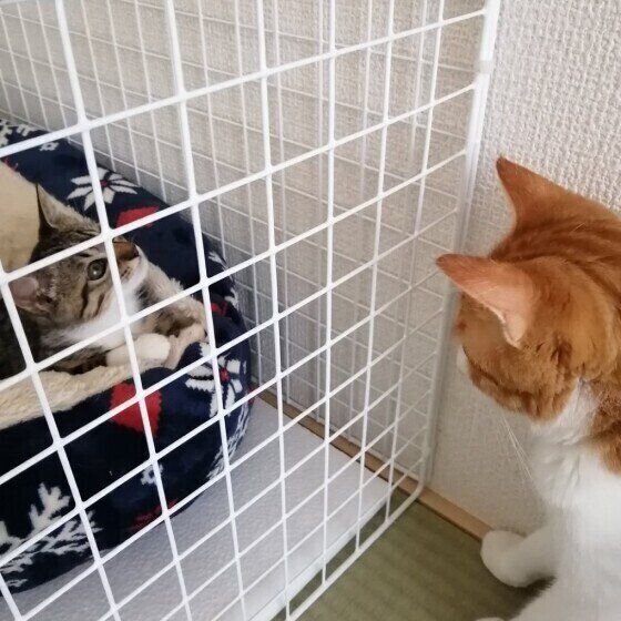 対面する猫