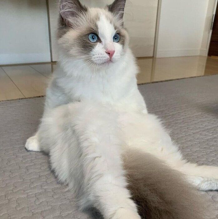 人のように座る猫(ラグドール、オス)
