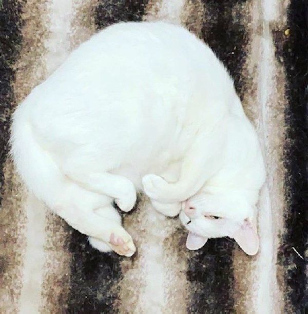 寝転がる麿白ちゃん