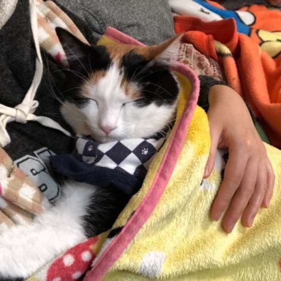 ぬくぬくする三毛猫