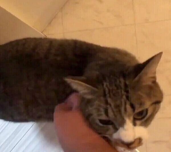 耳を疑うような声を出すちゃむのすけくん
