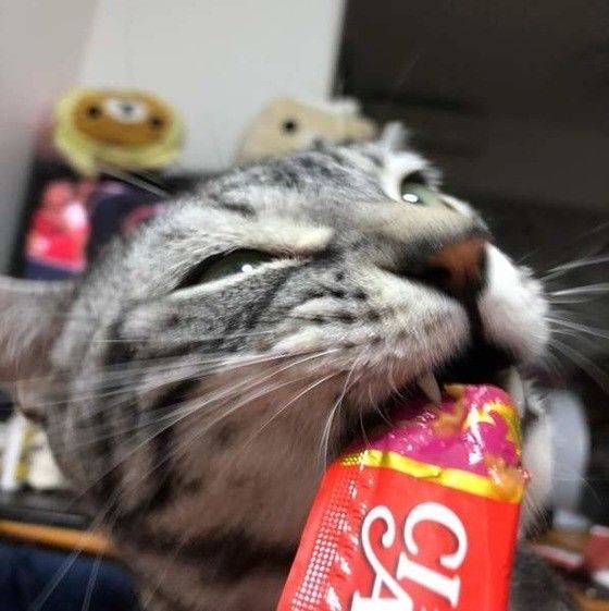 ちゅーるを食べるアメリカンショートヘア