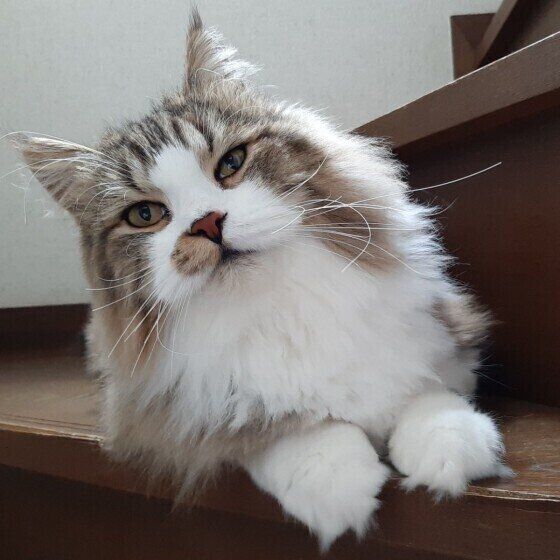 スコティッシュフォールド・ロングヘアの絆くん