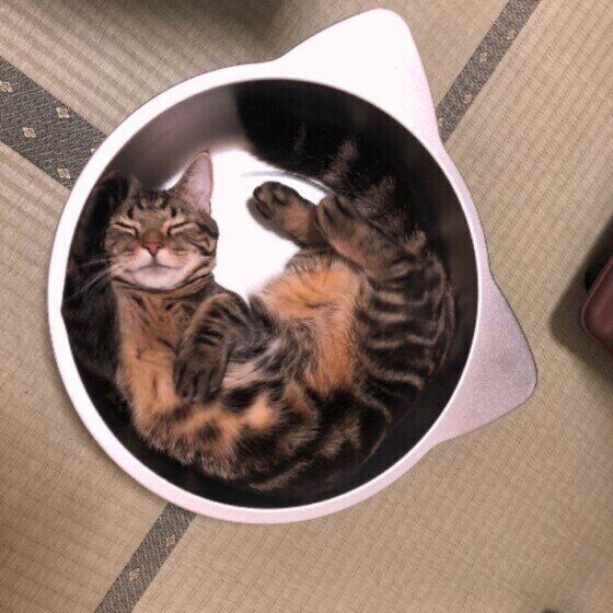 猫鍋の中に入るキジトラのこたろうちゃん