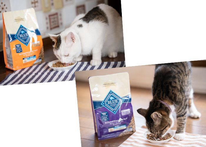 青山さんの猫たちも夢中に!ブルーバッファローのキャットフード