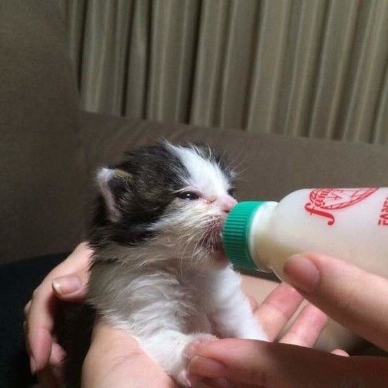 ミルクを飲むヒメ吉くん