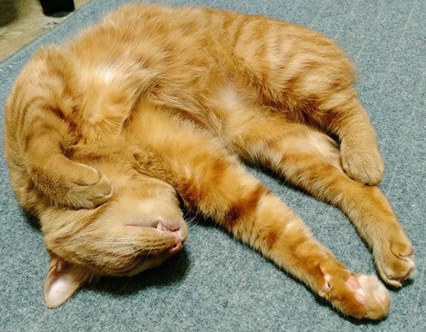 眠る猫