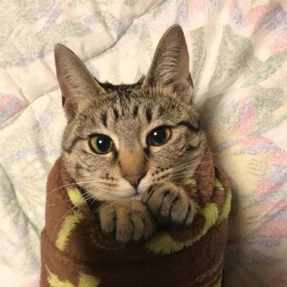 見つめる猫