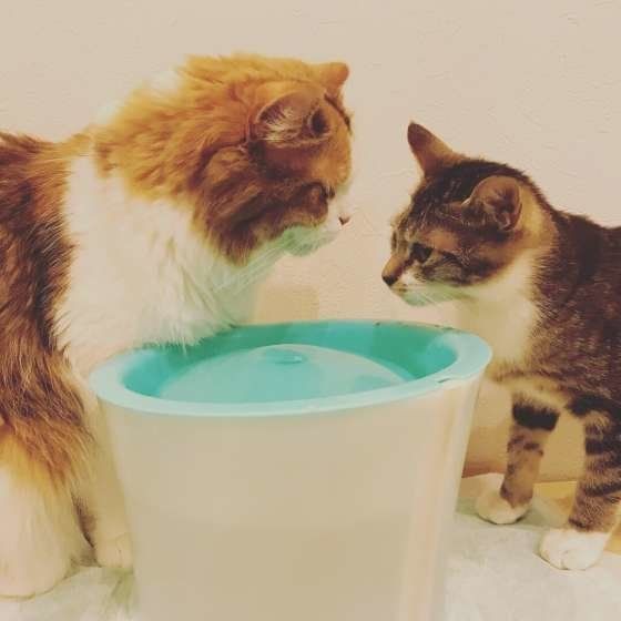水を飲む猫