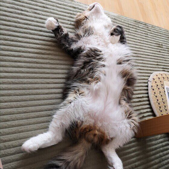 リラックスする猫(メインクーン、オス)