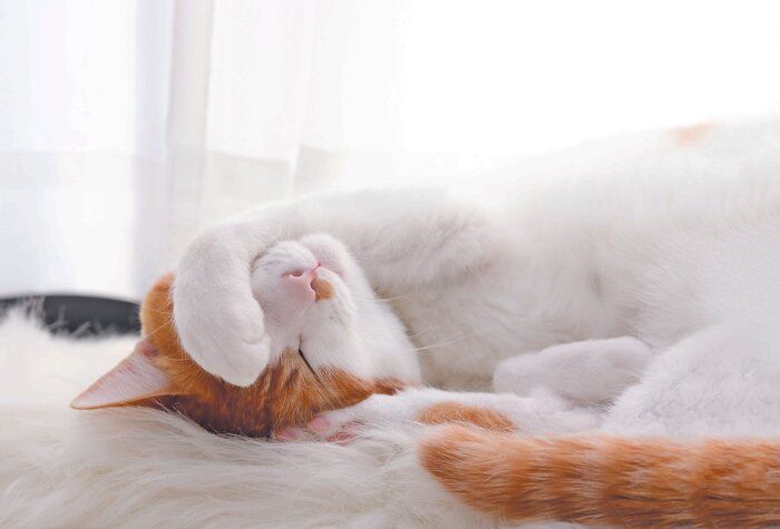 写真/ねこのきもち2019年4月号「We Love ニャンポーズ」