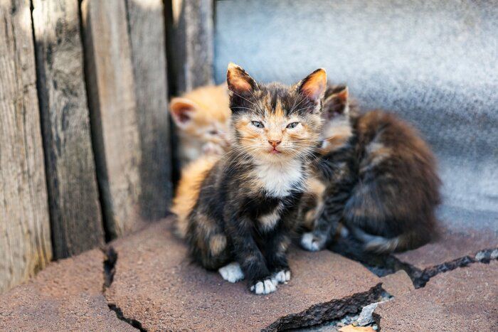 猫