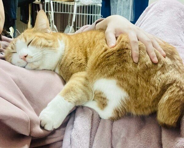 飼い主さんの上ですやすやのシャシャくん