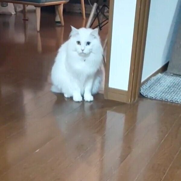 驚くコテツくん