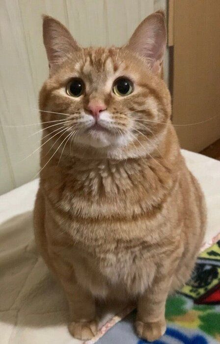きゅるんとした表情を見せるさっちゃん