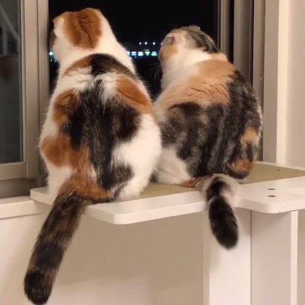 ニャンズのブーム