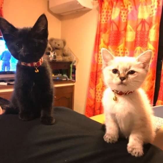 背中にのる2匹の猫
