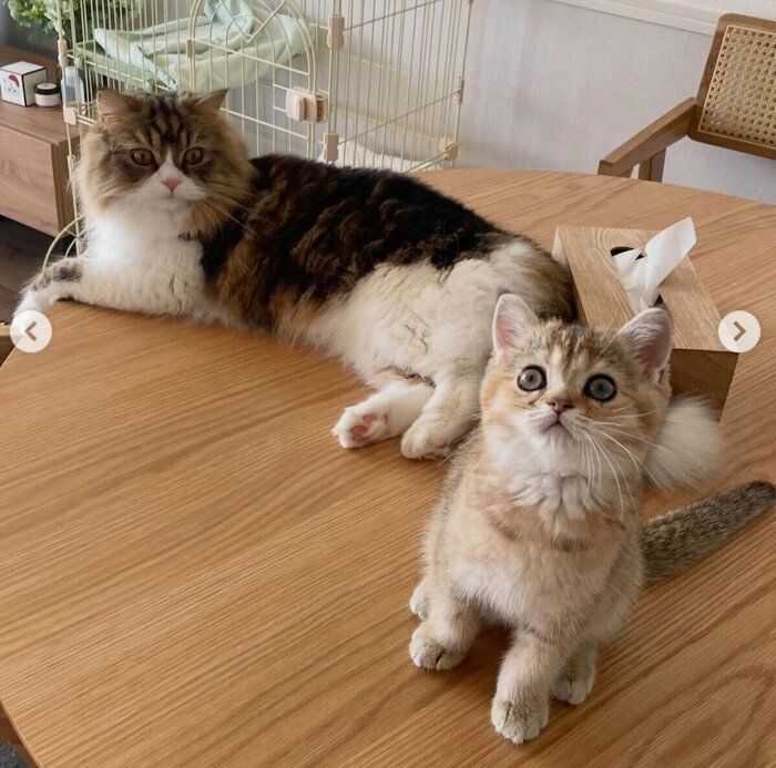 仲良くまったり中の2匹