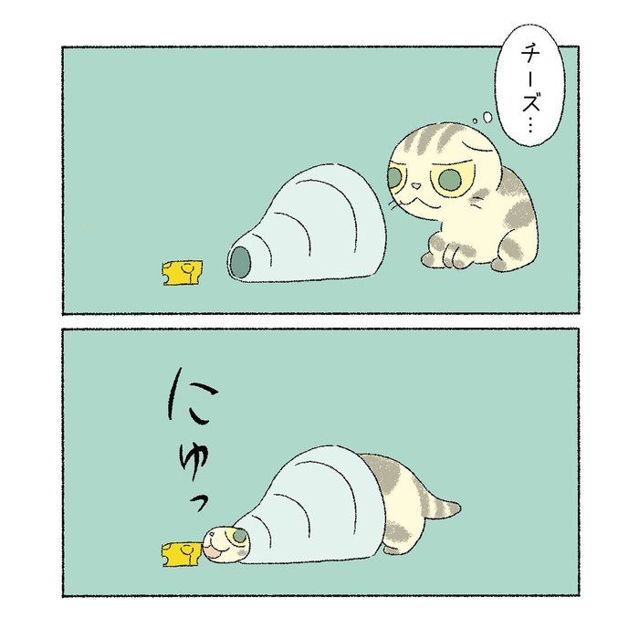 @tacos_cat