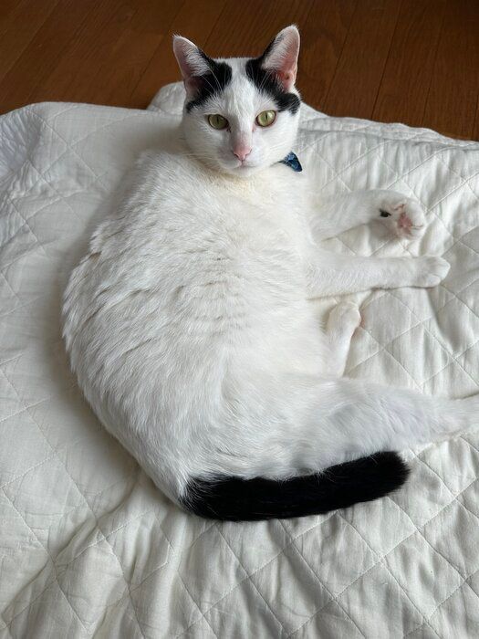 くつろいでいる5才の猫