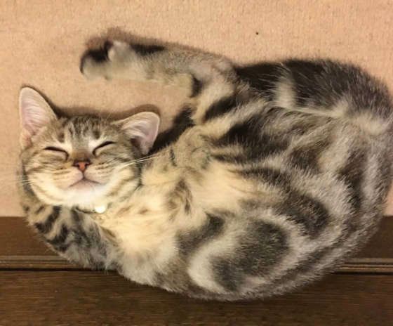 ぐっすり眠るアメリカンショートヘア