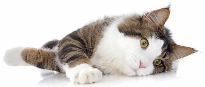 横たわる猫