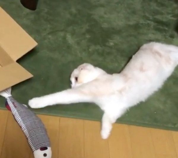 おもちゃで遊ぶスコティッシュフォールド