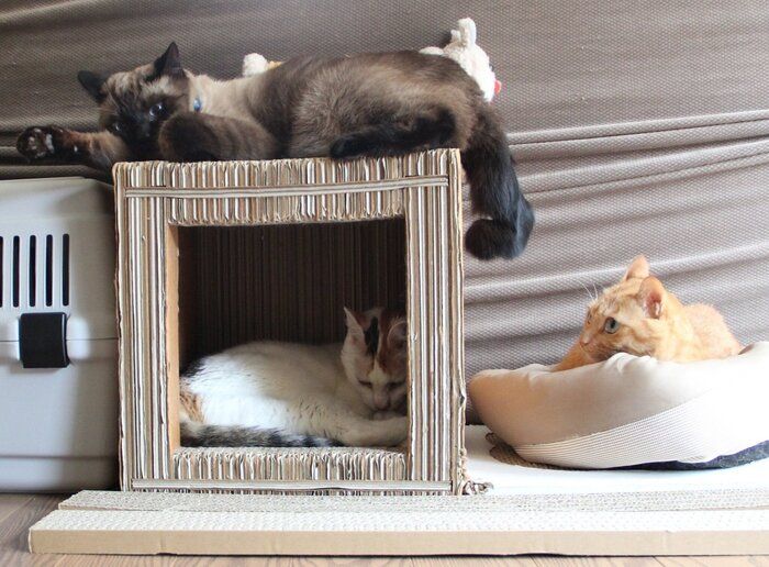 まったりする猫たち。