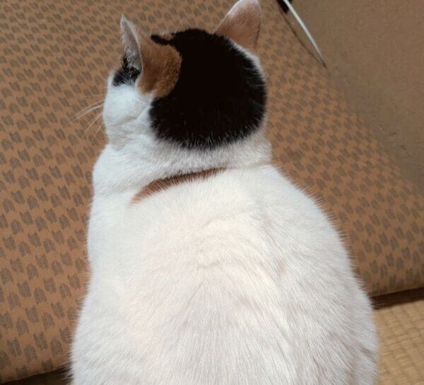 8才になったしゃけちゃん