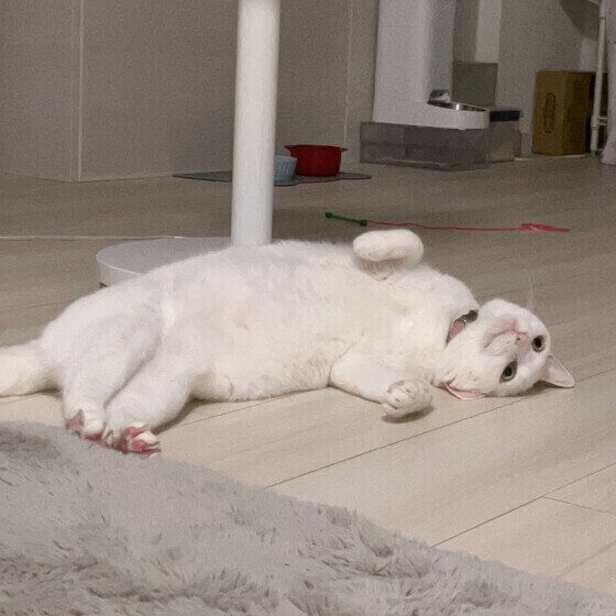 へそ天をするすてらちゃん